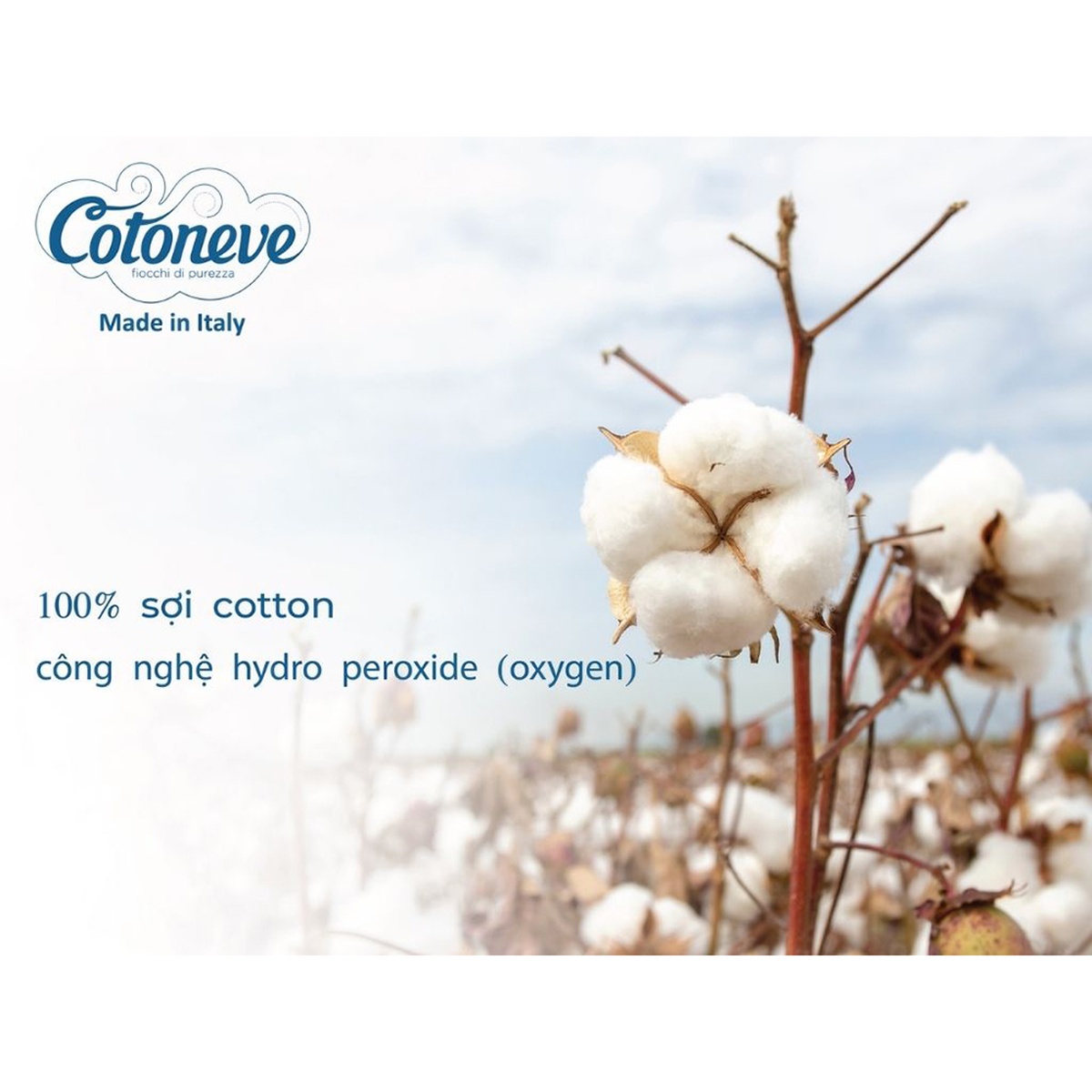 Bông tẩy trang Cotoneve 100pcs CT002 - mặt trái
