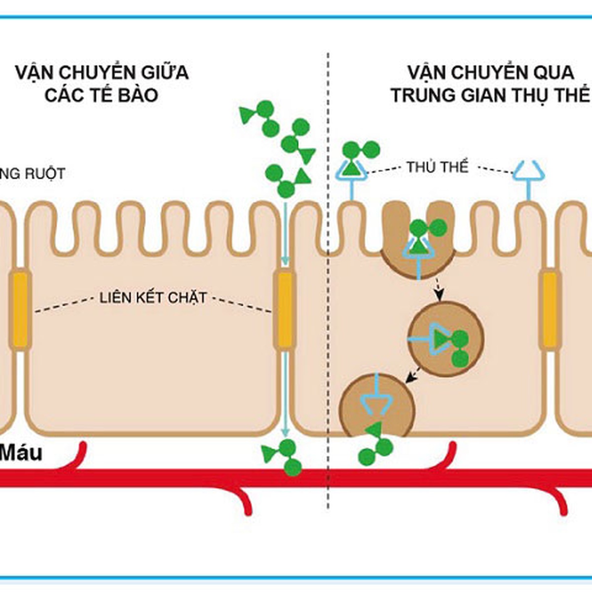 Sữa Similac số 4 900g (2 - 6 tuổi) - hình 6