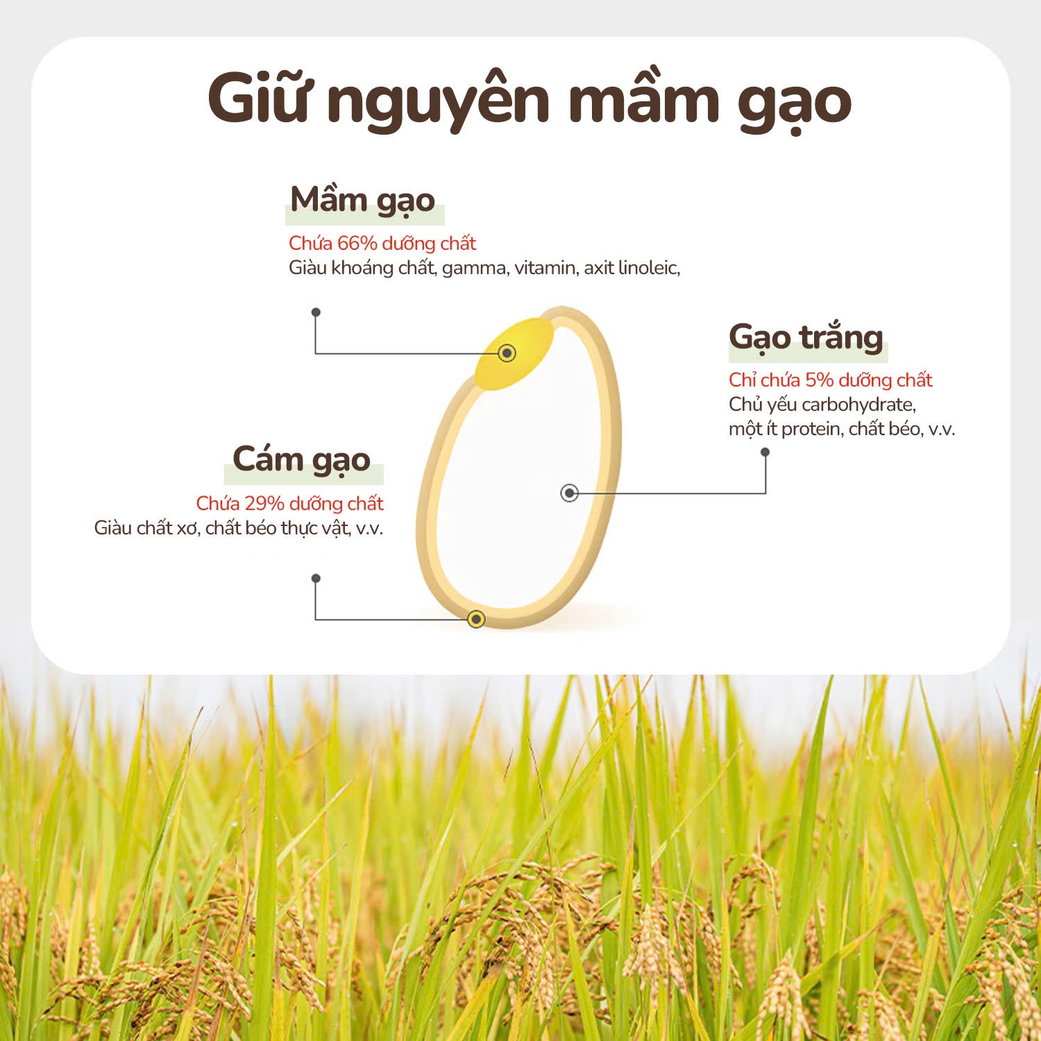 Ưu điểm nổi bật bánh gạo lứt Lusol hình que vị bí đỏ 25g
