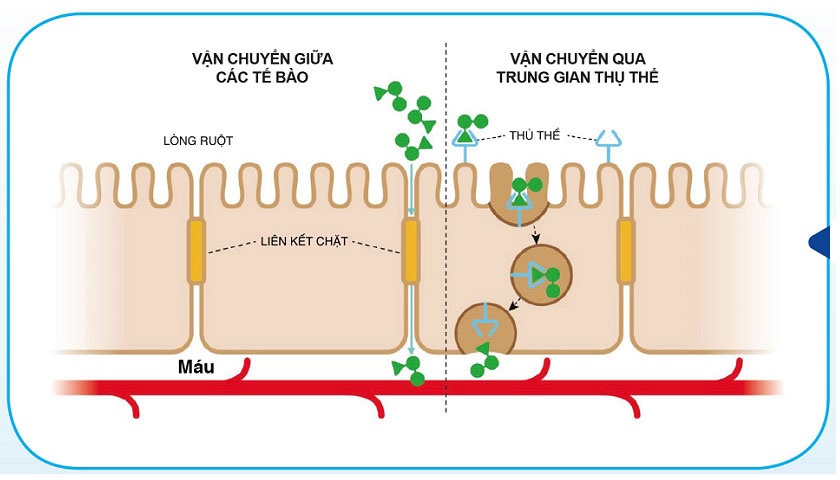 Sữa Similac số 4 900g (2 - 6 tuổi) hình 3
